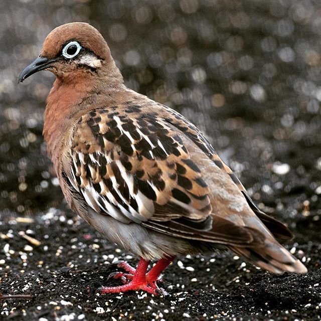 zapapics's tweet photo. The endemic Galapagos Dove, Santiago Island, Galapagos #ecuador #endemic #galapagosamazing  #galapgosbirds #galapgoswildlife #galapgos #naturephotography  #wildlifephotography #wildlife #birdphotography #naturalistguide #nature  #naturephotographer #zapa… https://t.co/m0VwlR9XxV https://t.co/3rjL1As2WA