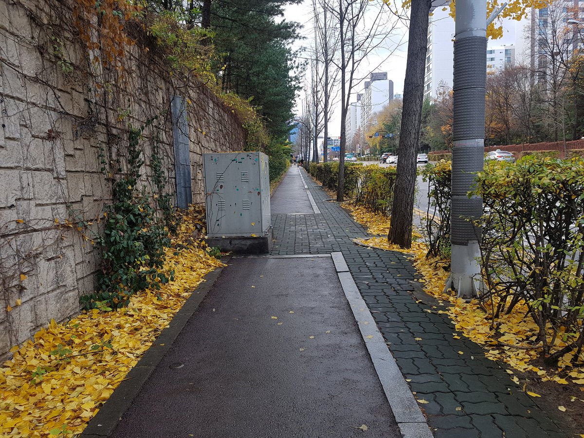 #분당구_사회복지과(과장 최재옥) 과장님 및 직원들이 #정자2동 관내 보도의 젖은 낙엽을 열심히 청소하고 있습니다.  금세 깨끗해진 길을 보니 뿌듯하네요.😊

#성남시