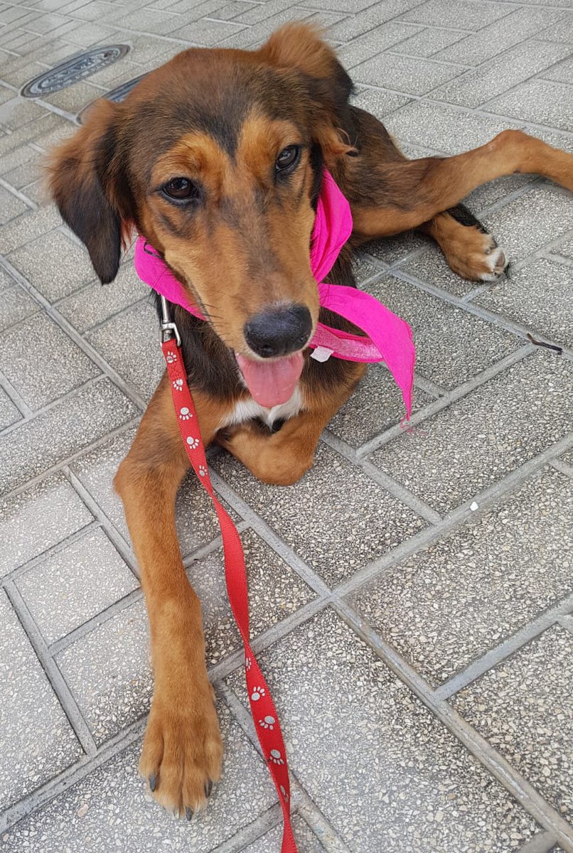 Brownie espera un lindo hogar, esterilizada. Cariñosa y amigable. 6496-9570📲 <a href="/spaypanama/">Spay Panama</a> <a href="/PatasyPies/">Patas y Pies</a> <a href="/quinnannette/">Annette Quinn</a> @adoptapanama <a href="/FeriaYoReciclo/">Feria Yo Me Reciclo</a> <a href="/RTPanama/">Roberto Tomas</a> <a href="/pty5o7/">pty 507</a> <a href="/EncuentraPTY1/">Encuentra Panama</a> <a href="/rt_penonome/">RT Penonome</a> <a href="/RTCocle/">Retweet Provincias Centrales</a>