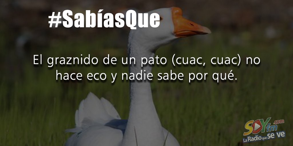 SoyFM's tweet photo. #SabiasQue #SOYfm https://t.co/Y7Ua2V7o07
