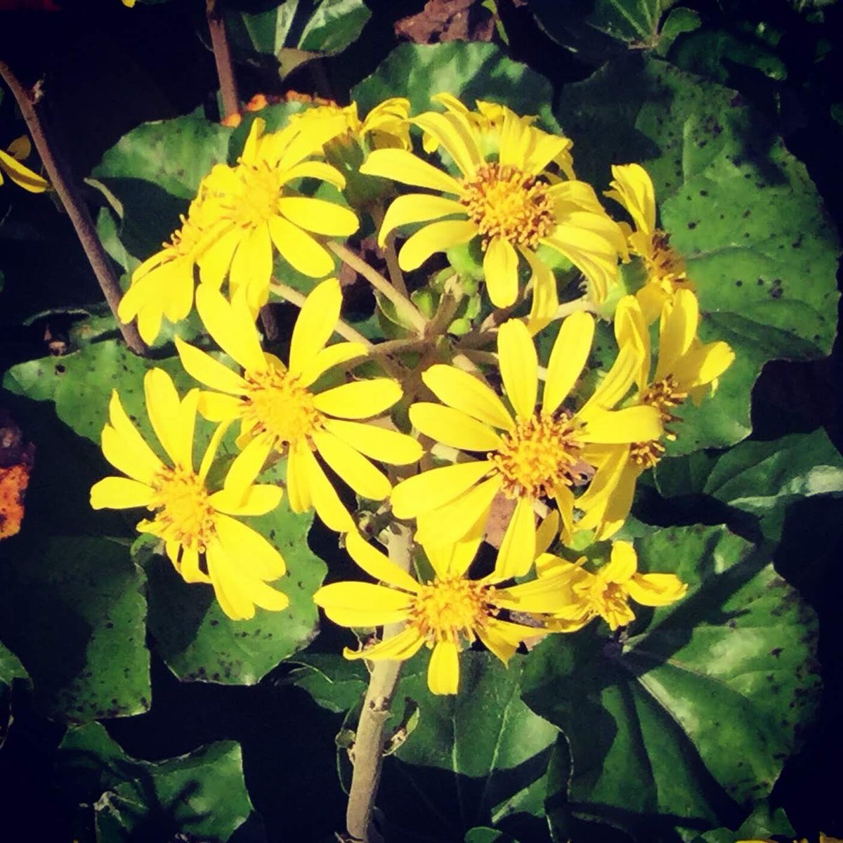 丸い菊