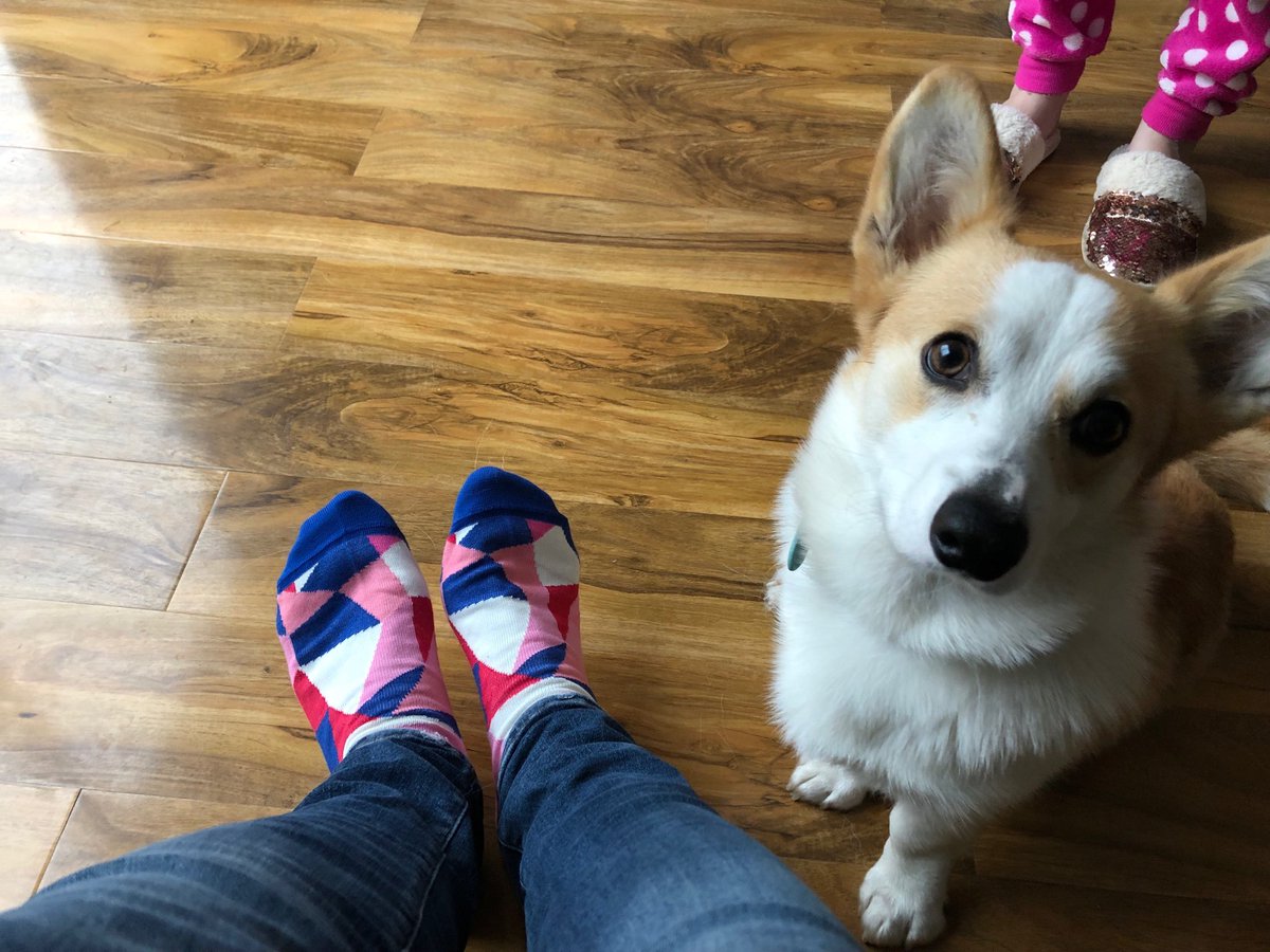 jdamner's tweet photo. Got a fan of my new ⁦@FUTTsocks⁩ socks! https://t.co/LYWBZKmAmh