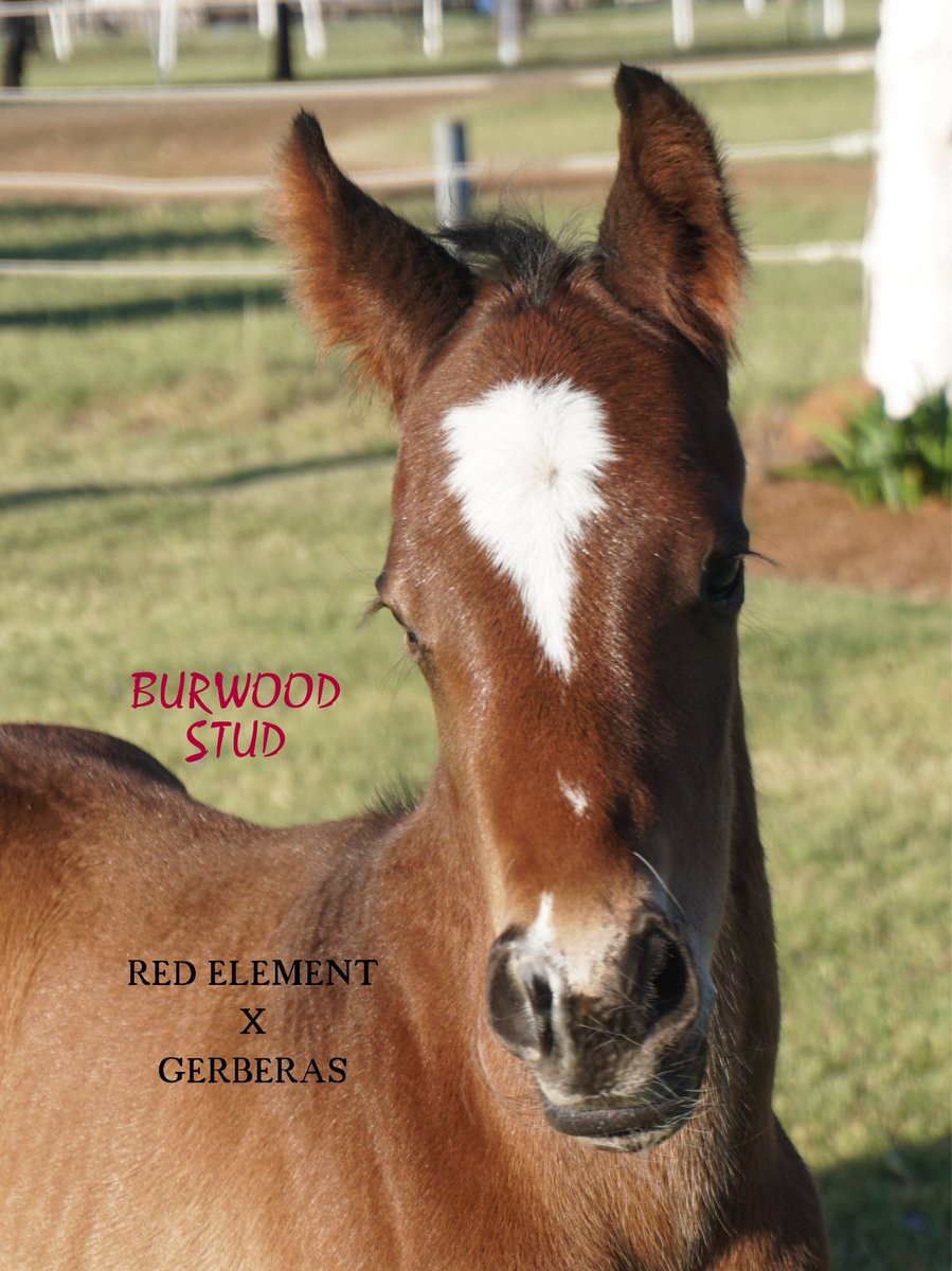 StudBurwood's tweet photo. Foal 64 is a Colt by #RedElement out of Gerberas.
 
Congratulations to owners Eugene &amp; Marion Nolan 🐎 https://t.co/Huy7v9WWNv