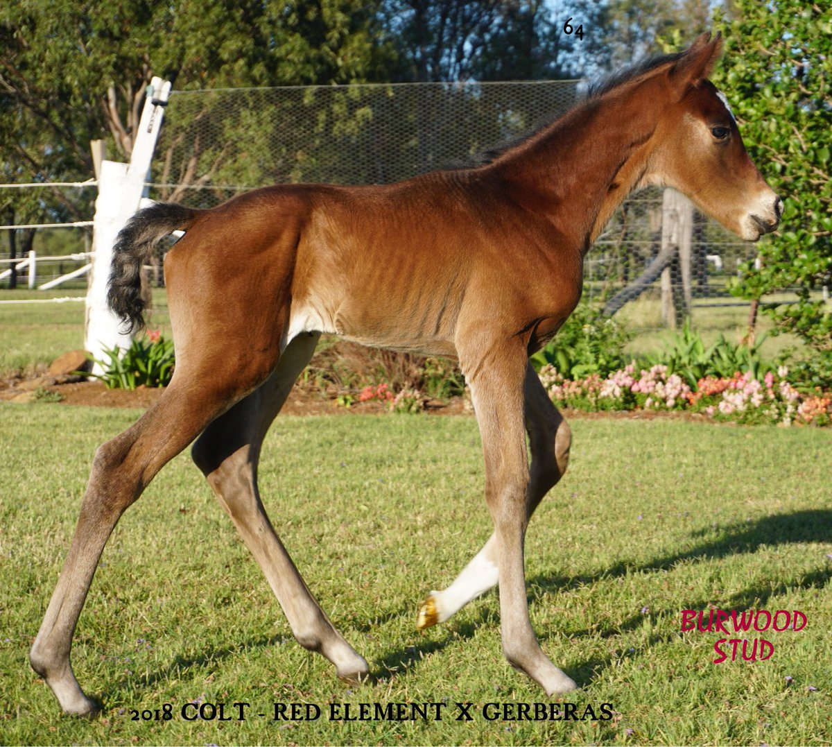 StudBurwood's tweet photo. Foal 64 is a Colt by #RedElement out of Gerberas.
 
Congratulations to owners Eugene &amp; Marion Nolan 🐎 https://t.co/Huy7v9WWNv