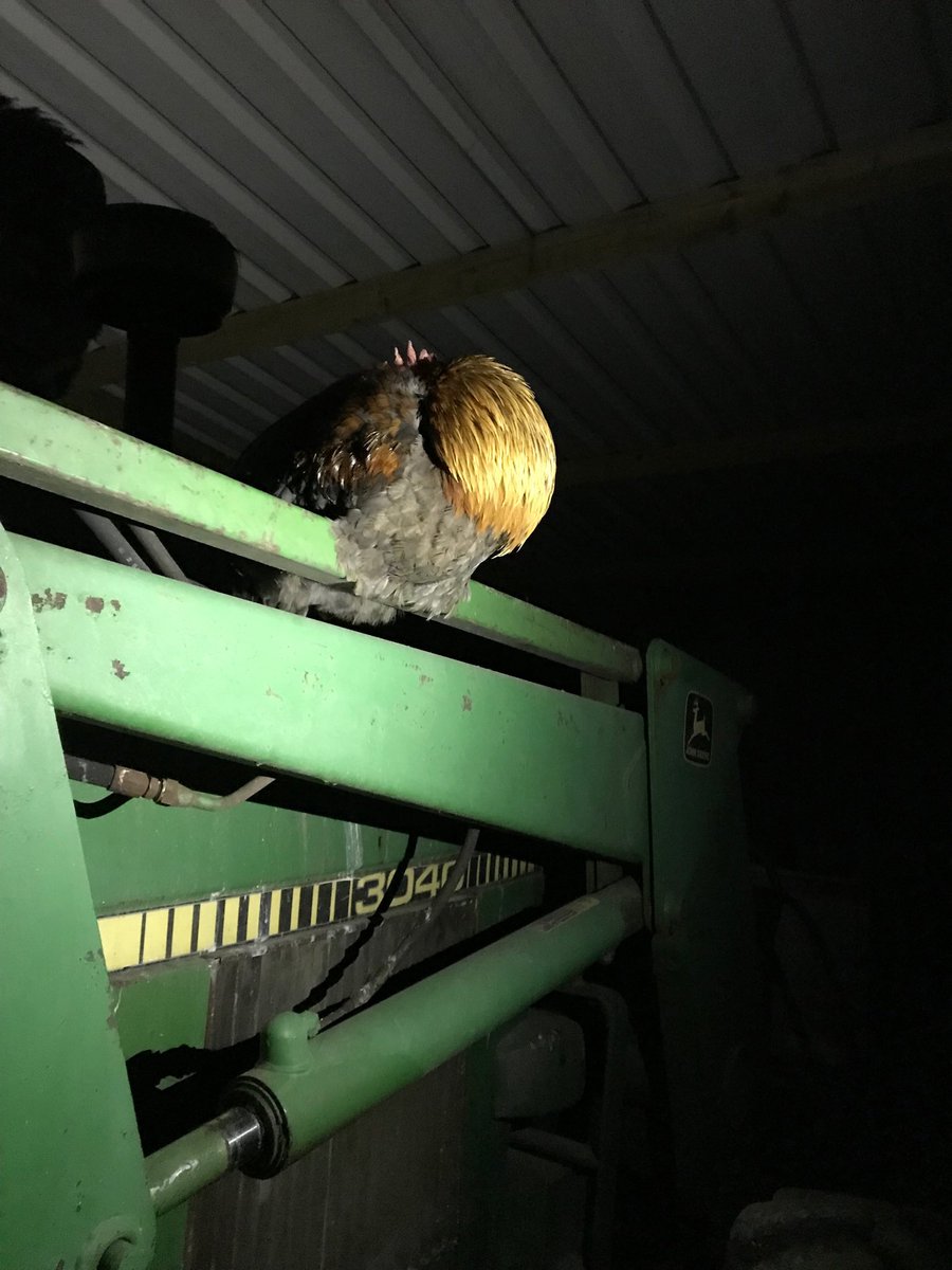 CacklebeanEggs's tweet photo. This is Gordon. Gordon doesn’t like to sleep in the shed he likes to sleep on the tractor. Gordon likes to wake up early and cock-a-doodle-doo his way down to the house and wake us up!🤣🐓🌄 #Gordon #Cockerel #FreeRange #ALittleBitTooFreeRange #CackleBean #CackleBeanEggs https://t.co/6i9wWDrTVW