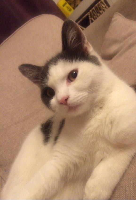 D_J_Barnett's tweet photo. Missing cat, from Loudwater High Wycombe. Please keep an eye out. We miss him and want him home 😢 https://t.co/9QoNvWA2qf