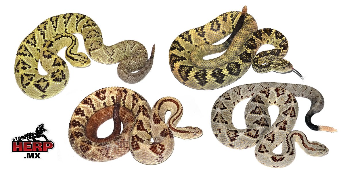 HERPMX's tweet photo. Neotropical #Rattlesnakes
From left to right: #Crotalus culminatus, C. simus, C. totonacus, C. tzabcan https://t.co/2asggPbfv5
