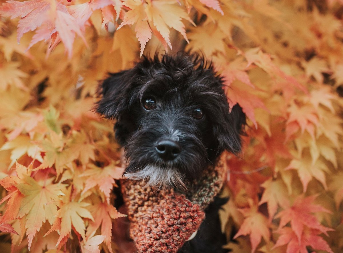 I can't believe how much progress Ted has made already! The first photo was what I saw on the <a href="/ManyTearsRescue/">Many Tears Rescue</a> about 2 months ago. The second is from a month ago when I brought him home and the third was taken yesterday. Very please with how well he's doing! #RescuePuppy