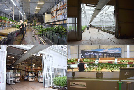 FloralDaily's tweet image. NL: An entire internal transport system from one supplier @doublechecklily 
floraldaily.com/article/903311…