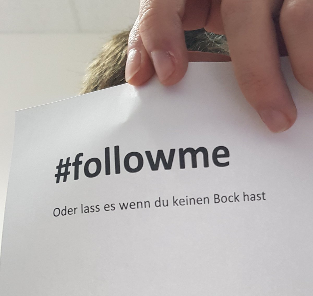 GLDN_01's tweet photo. Because mainstream but I want them follows :D
#unfollowme #noshitfollowme #followme https://t.co/nCLX6zx75a