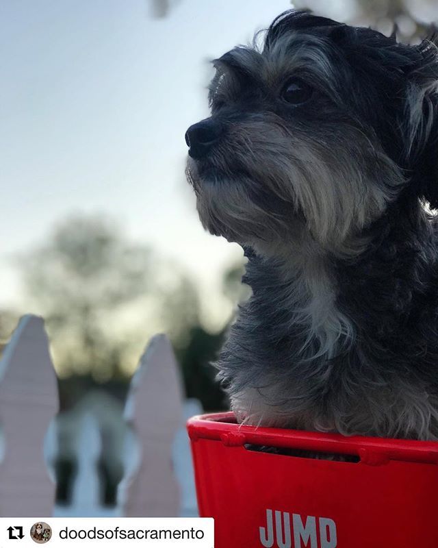 DogsSac's tweet image. Let’s roll...😎
.
.
#Repost @doodsofsacramento
・・・
City dood🚲 #jumpbike #perfectsize ift.tt/2D8ssLn