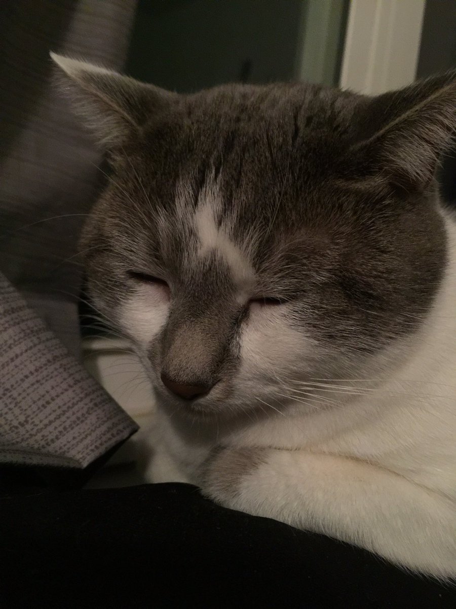 KatysCatLucy's tweet photo. Catch me sleeping cause I’m tired of these hoes https://t.co/py17b3Hmrt