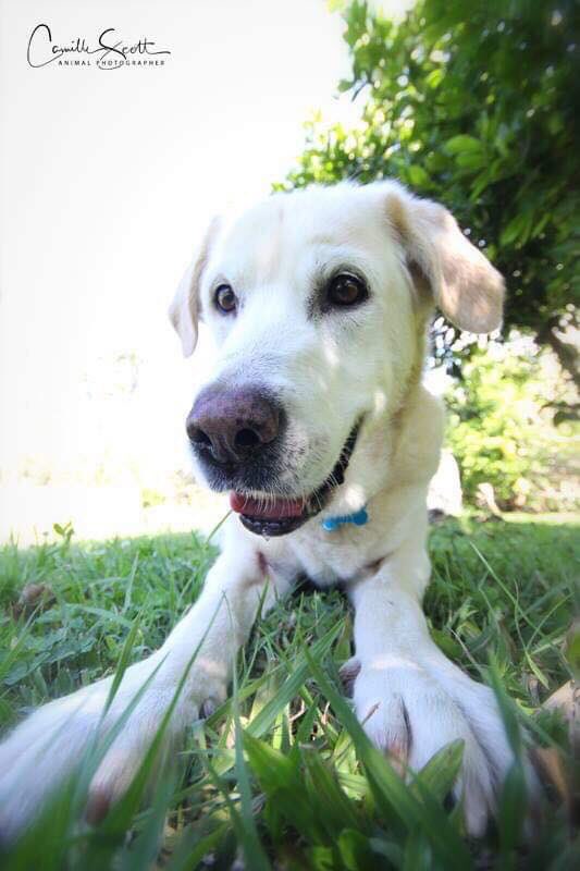 BFRescue's tweet photo. Mishka needs a foster carer for the 1st Dec to 17th Dec. Please email us if you can help . She is located at Samford, Brisbane Qld area. ( we might miss comments) 
Bfr@bestfriendsrescue.com
All her info is here 
https://t.co/Fx64YlgqU0 https://t.co/rr4Pmel8kp