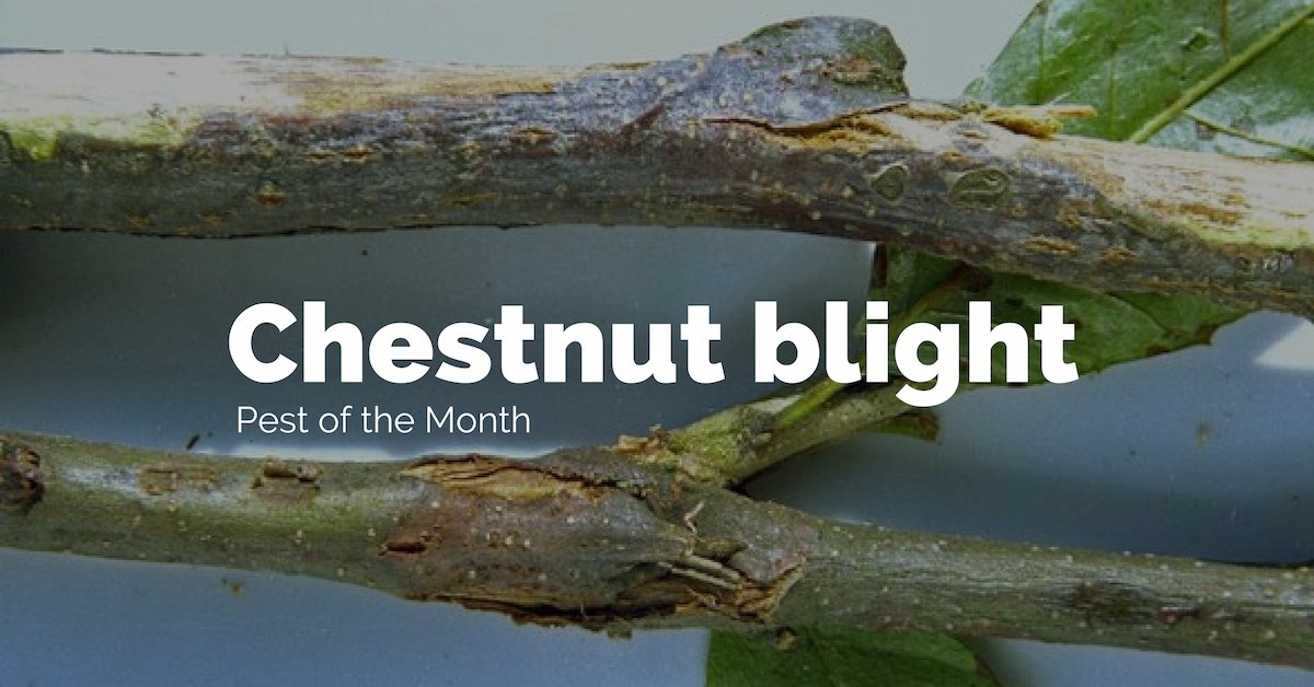 Greenlife_AU's tweet photo. Keep your biosecurity eyes open & keep on the lookout for Chestnut blight. Read about how to identify and report this fungus at: https://t.co/49qKCSzbFz #yourlevy https://t.co/h2c3dCg6Qh