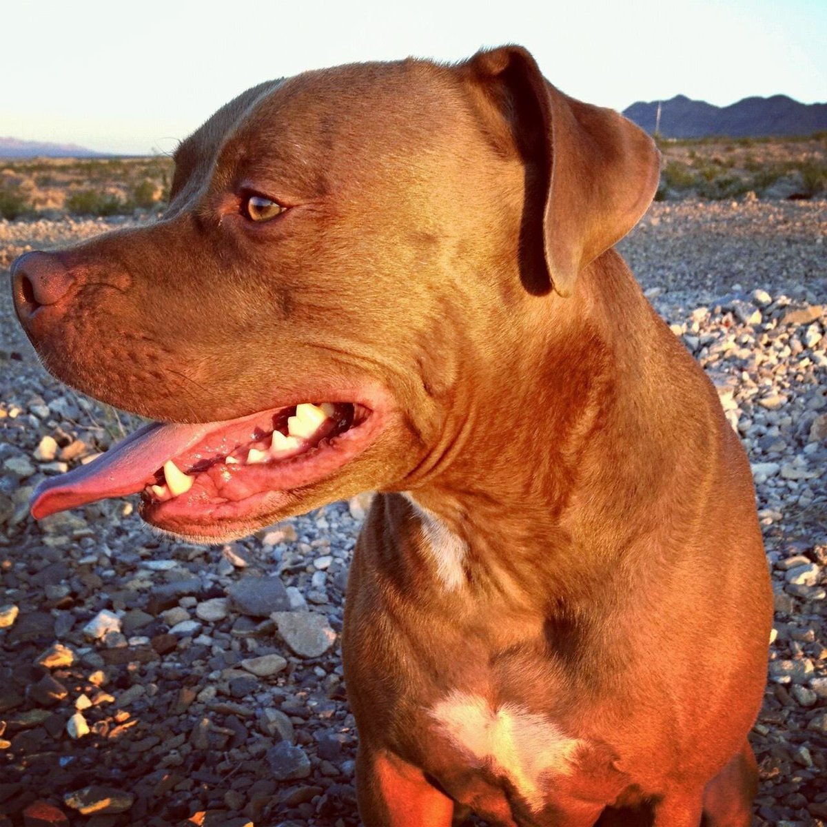 DonnellSablan's tweet photo. Our beautiful baby 🐶 went to the #rainbowbridge 🌈 tonight after a long, arduous battle with cancer. He was the best dog ever. #RIP Sig. I love you always #pitbull #nobsl  #sablantribe 💔💔 Go play, run, hike with Ruger, Simba &amp; Braveheart. #MyHeartHurts https://t.co/A5b6YBoPub