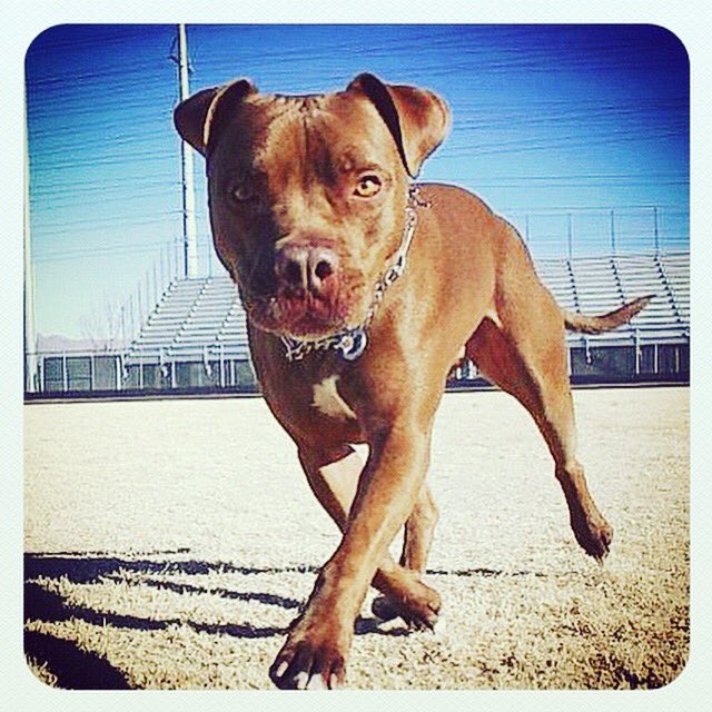 DonnellSablan's tweet photo. Our beautiful baby 🐶 went to the #rainbowbridge 🌈 tonight after a long, arduous battle with cancer. He was the best dog ever. #RIP Sig. I love you always #pitbull #nobsl  #sablantribe 💔💔 Go play, run, hike with Ruger, Simba &amp; Braveheart. #MyHeartHurts https://t.co/A5b6YBoPub