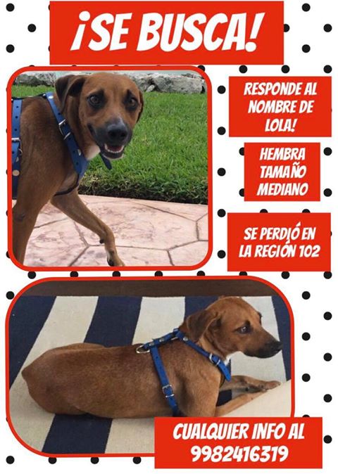 Tierradanimales's tweet photo. #TDAyuda #SosCANino #BuscanDOG 🆘#SEBUSCA LOLA! #Cancun se perdió en la region 102. esterilizada.
Cualquier información al cel📲de la imagen
Ayúdenos difundiendo por favor 🙏🏼 #sosRFQR https://t.co/sxKtG79flB