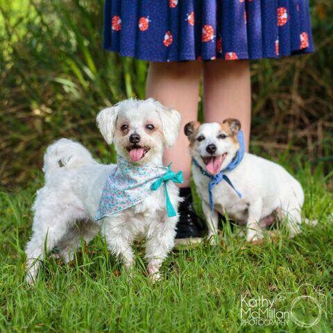 BFRescue's tweet photo. Beautiful photos by Kathy McMillan Photography. 
Kathy is currently Photographing for Christmas. Contact her for more information . 

M: 0422 100 763

https://t.co/vz4FlgWzDE

To apply for these sweeties click here

https://t.co/yioPs4uMQY https://t.co/RbOlBgZcaI