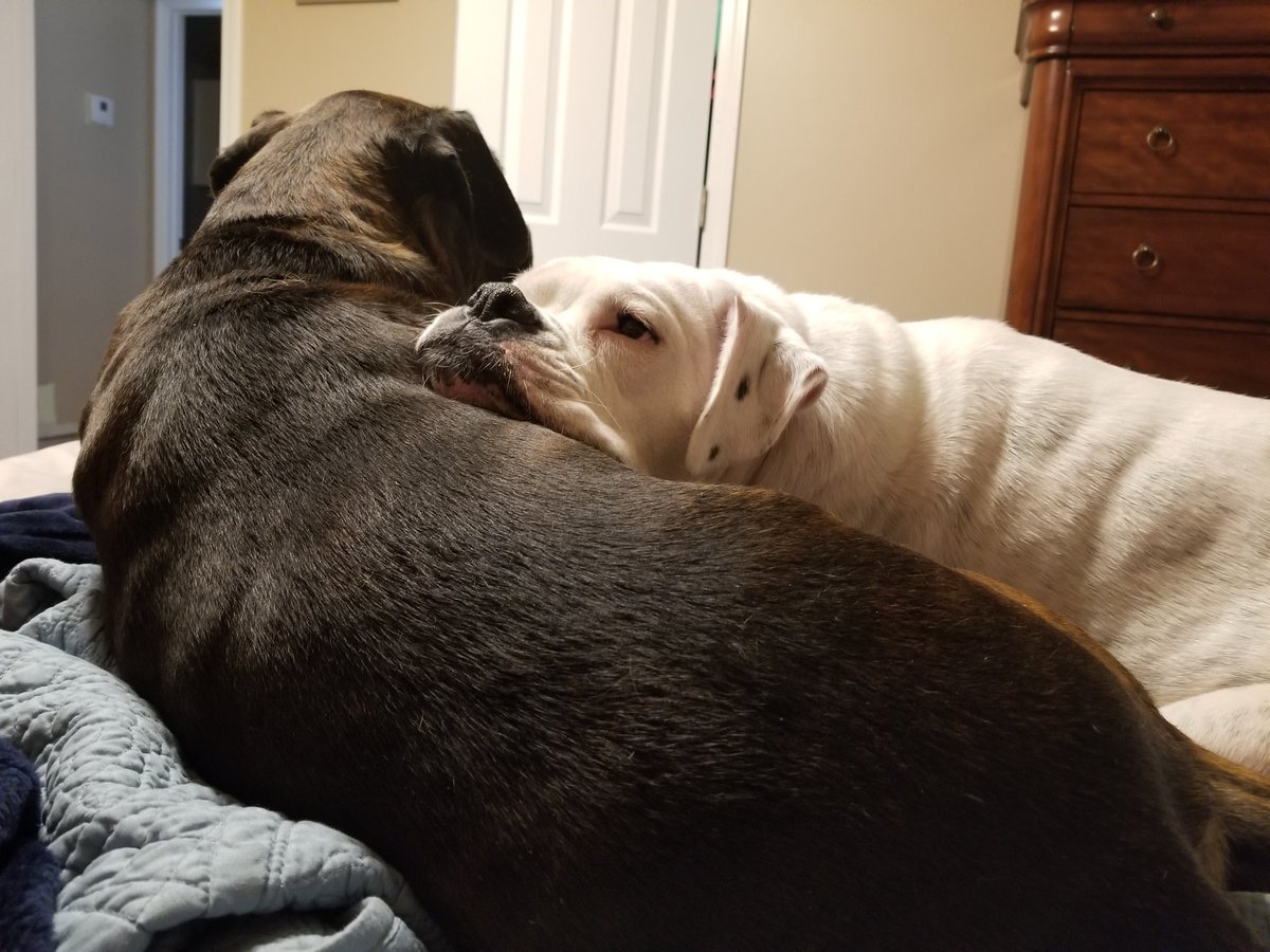 cassius_the's tweet image. We have this HUGE bed to lay on, and where does she lay?  On me.  #SiblingProblems  #SillyGirls #bromocrew