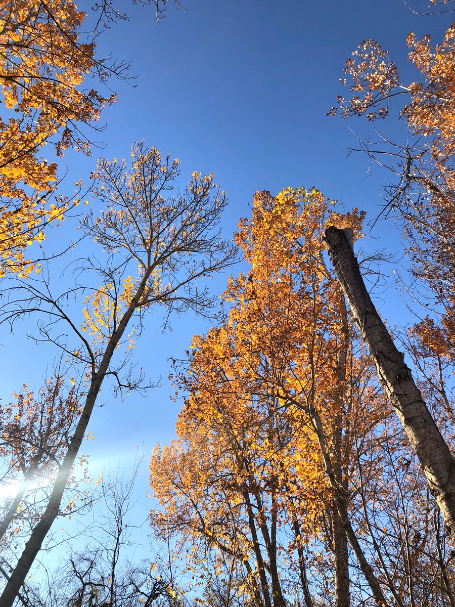 Hanson555Sam's tweet photo. Fall in Boise https://t.co/EQddS7oP9i