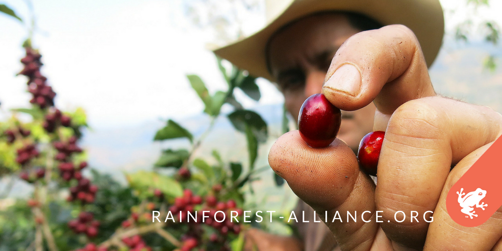 RnfrstAlliance's tweet photo. Did you know that more than 1.4 billion cups of #coffee are consumed every day around the globe? On #RainforestAlliance Certified™ farms, coffee grows in harmony with nature. https://t.co/QE06Dbkzaa #GCSC18 https://t.co/SHTgDo4sut