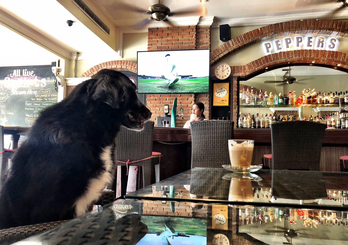 rdr_dogtrainer's tweet photo. Enjoying a coffee with Sassy whilst we watch England tear into Sri Lanka on Day 4. Sassy reckons this will be done by tea... 🤔 @Aggerscricket @Cricket_Mann #BBCCricket #SRIvENG (other pubs are available!). https://t.co/CiboZtKtcE