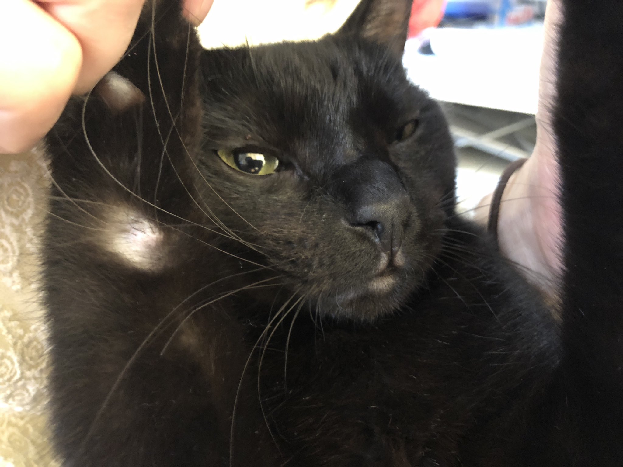 溝猫と壁猫 首後ろの下にも何か出来てる これもイボなのかなー T Co 0eu6bhcets Twitter
