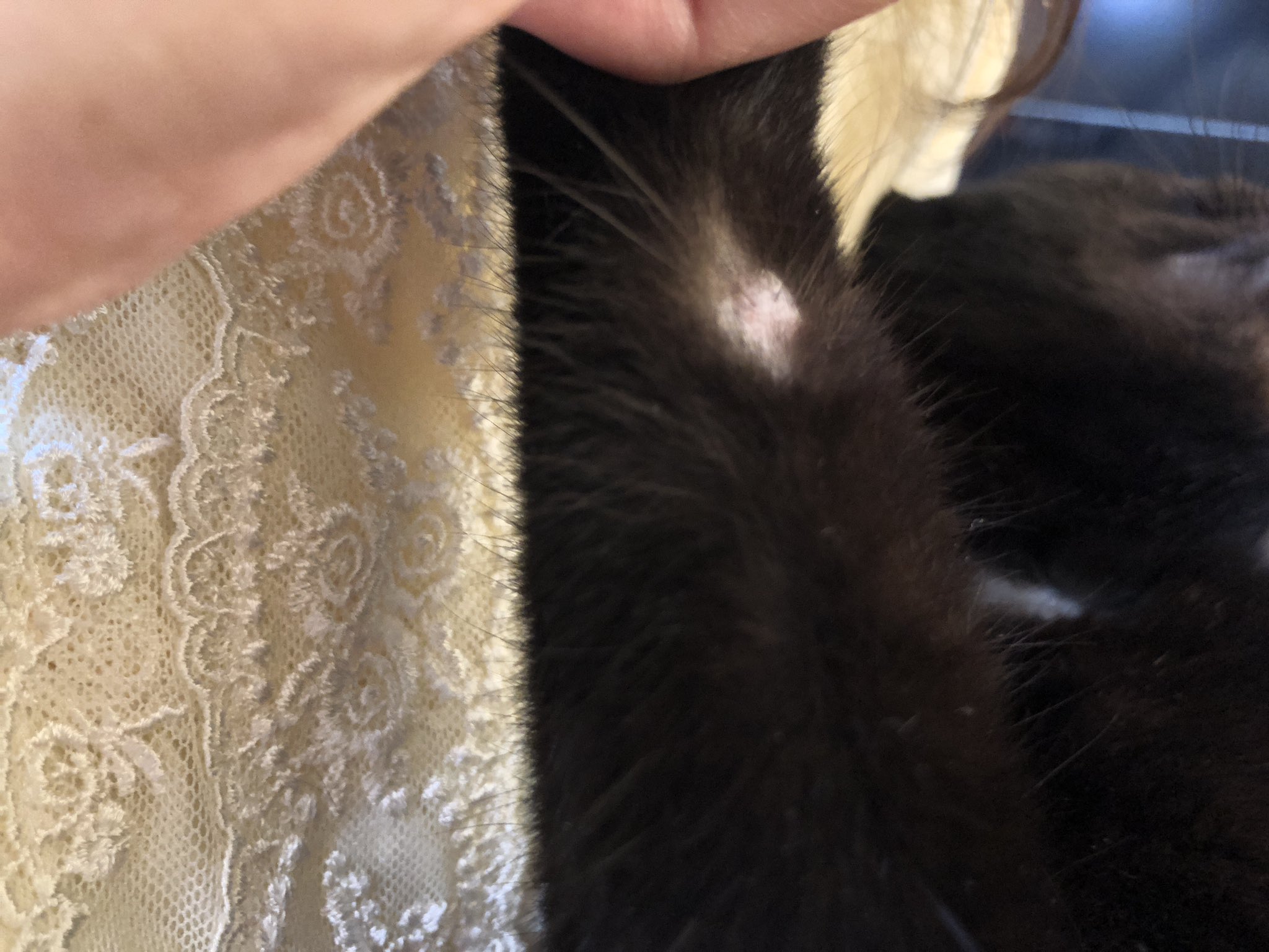 溝猫と壁猫 首後ろの下にも何か出来てる これもイボなのかなー T Co 0eu6bhcets Twitter