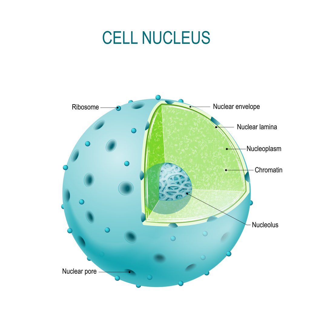 POTC_Nucleus's tweet photo. @2018Nucleolus @ribosomes1000 YOU ARE ME https://t.co/qRAeggQrKt