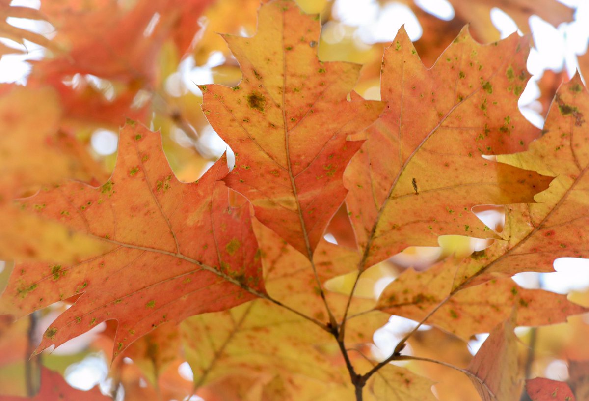 CamrenClouthier's tweet photo. Nothing like fall weather in Michigan. 🍂 https://t.co/TFb48eRrlW