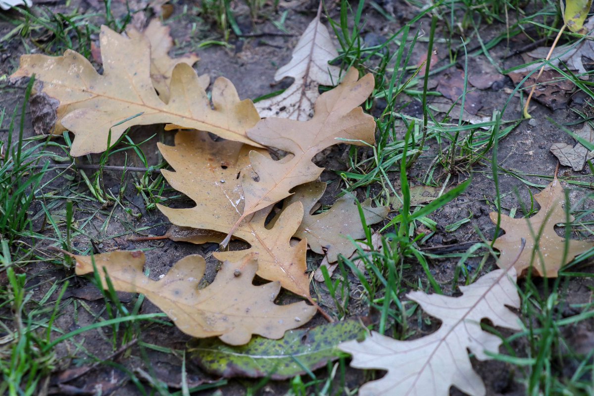 CamrenClouthier's tweet photo. Nothing like fall weather in Michigan. 🍂 https://t.co/TFb48eRrlW