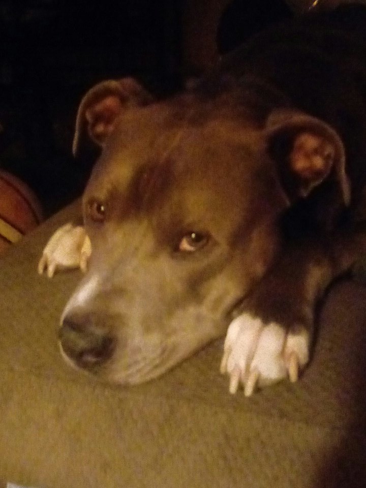 LilSwerve777's tweet photo. Tank's watching me play COD WW2 with my CBG Fam tonight!! Come watch the stream tonight!! Gonna be a good one hoepfully and a long one!! 
Watch 666lilswerve777 with me on Twitch! https://t.co/2WHPpHCOjC
#smallstreamer #twitch #supportsmallstreamers 
#LetsFireItUp #CallofDutyWW2 https://t.co/yiQvMwxqNn
