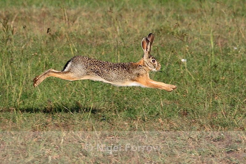 NaavaNabagesera's tweet photo. AFRICAN SAVANNA HARE
African savanna hares are solitary, nocturnal animals whose ears have black tips, their head and body is greyish-brown. They rely on camouflage to stay hidden, can run at up to 70 kph and sometimes leap vigorously sideways to break the scent trail they leave. https://t.co/BpRWlc7HWk