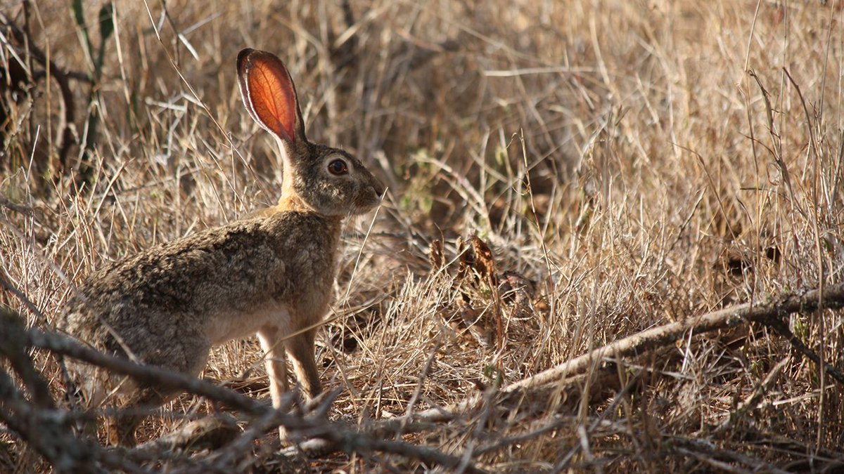 NaavaNabagesera's tweet photo. AFRICAN SAVANNA HARE
African savanna hares are solitary, nocturnal animals whose ears have black tips, their head and body is greyish-brown. They rely on camouflage to stay hidden, can run at up to 70 kph and sometimes leap vigorously sideways to break the scent trail they leave. https://t.co/BpRWlc7HWk