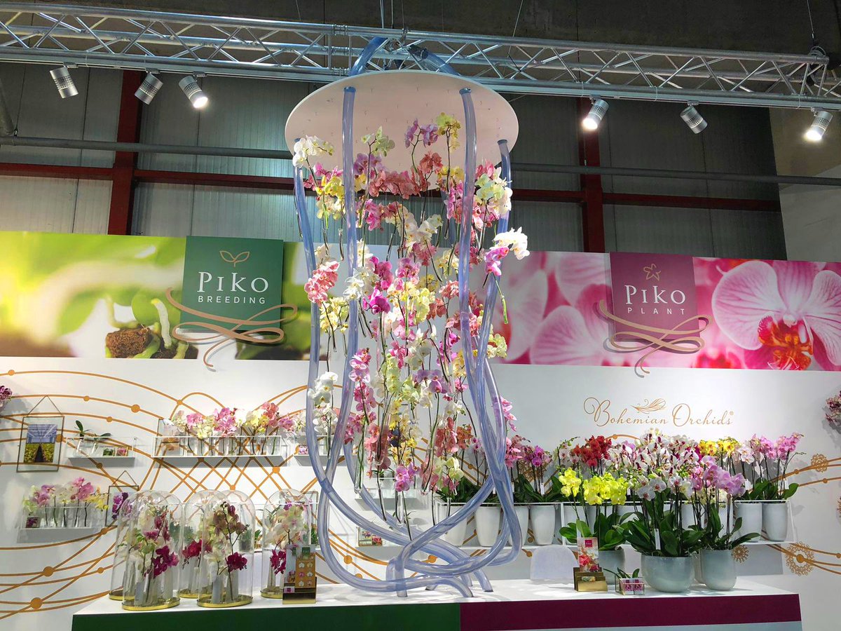 PikoPlant's tweet photo. Bohemian vibes and #inspiration in our special booth @RFHTradeFair. We present our exclusive Bohemian #Orchids® and new varieties created by our new breeding division #PikoBreeding. https://t.co/2N53g0NjVJ We are here till 15.00 hrs. We look forward to welcoming you! Booth E7. https://t.co/hrw5gZB3SZ