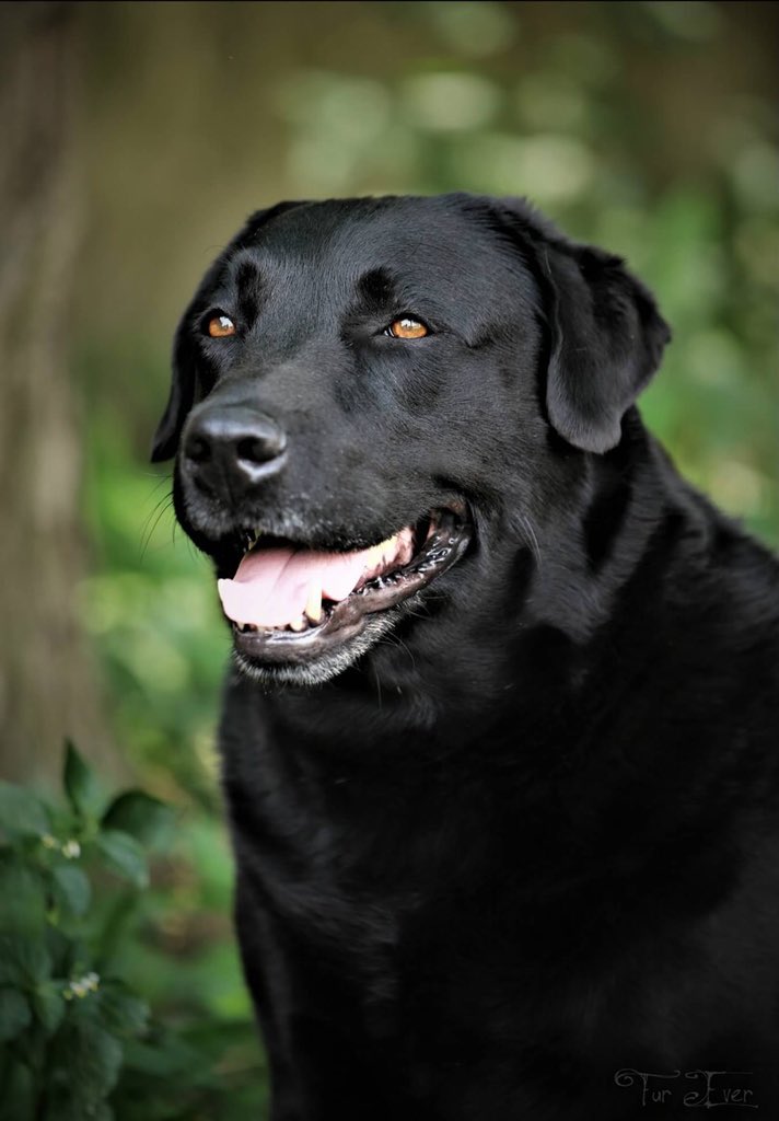 ElsjesCountryIn's tweet photo. Doggie photo shoot at Elsje’s Country Inn by Furr Ever Photography https://t.co/ff8eXXg7K3
