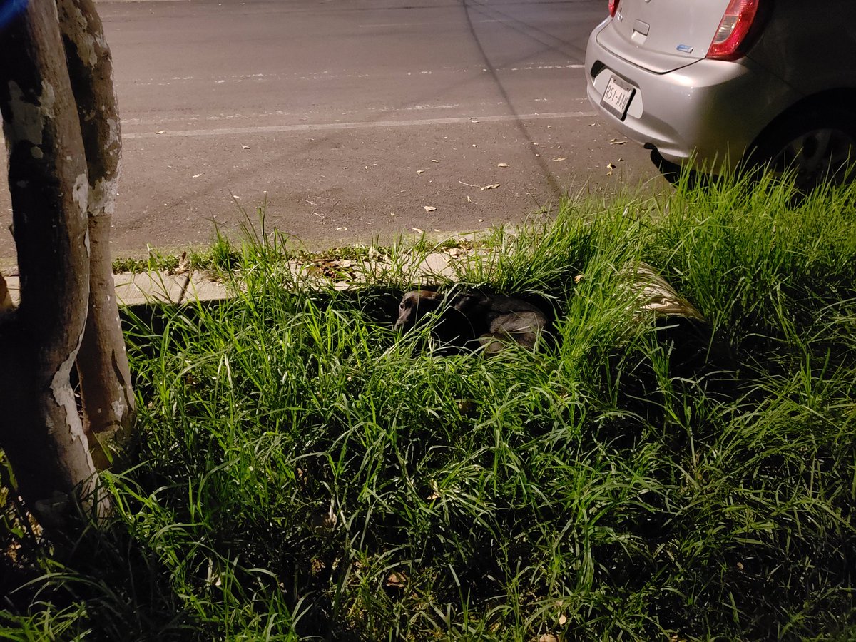 Larutadelmal's tweet photo. @MundoPatitas Encontré un perrito negro en Isabel la Católica 622. Colonia Álamos. Se veía lastimado y no se podía mover. Estaba entre el pasto de una jardinera. Intenté acercarme pero estaba nervioso y gruñía. Ojalá puedan ayudarlo. Le dejé comida y agua. Mañana paso a verlo. https://t.co/idI8294pR1
