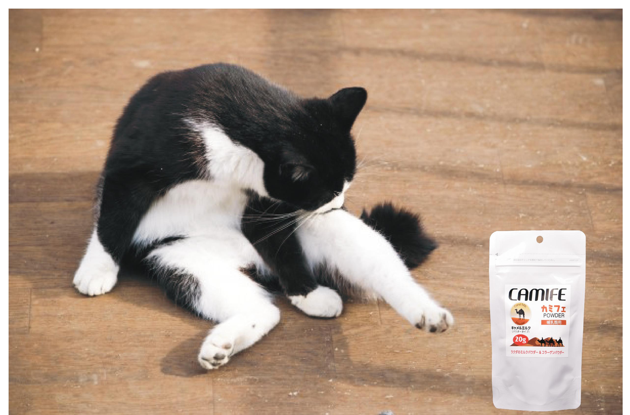 株式会社カモス 弊社製品 ラクダのミルク カミフェ をご紹介 ご飯にふりかけたり お湯に溶かして与えるだけでなく ラクダ ミルクを使ってプリンやゼリーなどを作ることもできます 犬 猫 いぬ ねこ カモス Kamos バクテレス カミフェ 健康