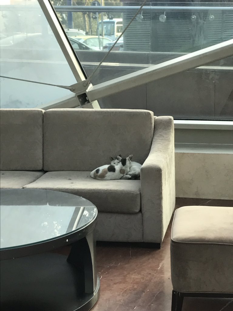 baydz's tweet photo. First Arrival Congress 🐈🐈🐈 #LSOG #CNGOF #FAGOS #cats #HabtoorHotel https://t.co/CBQmNjeCTy