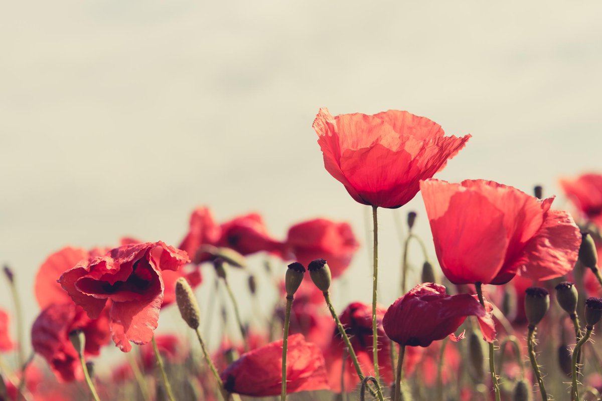 AirtechLeth's tweet photo. Airtech will be closed November 12th in lieu of Remembrance Day. We will resume regular business hours November 13th. Don’t forget, we have a technician on call 24/7. Just call 403 327 8324 for all your emergency needs. https://t.co/PwJKrP3tzt