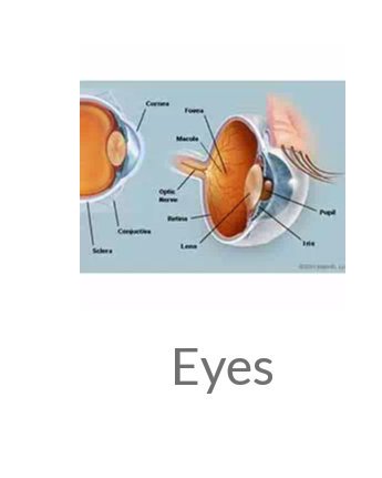 thatdentist_'s tweet photo. I just opened the makeup section on daraz app... they have an anatomical diagram of an eye in their eye makeup option. I'm having a fit.... #daraz1111 #darazapp https://t.co/wLpYXtbnlG