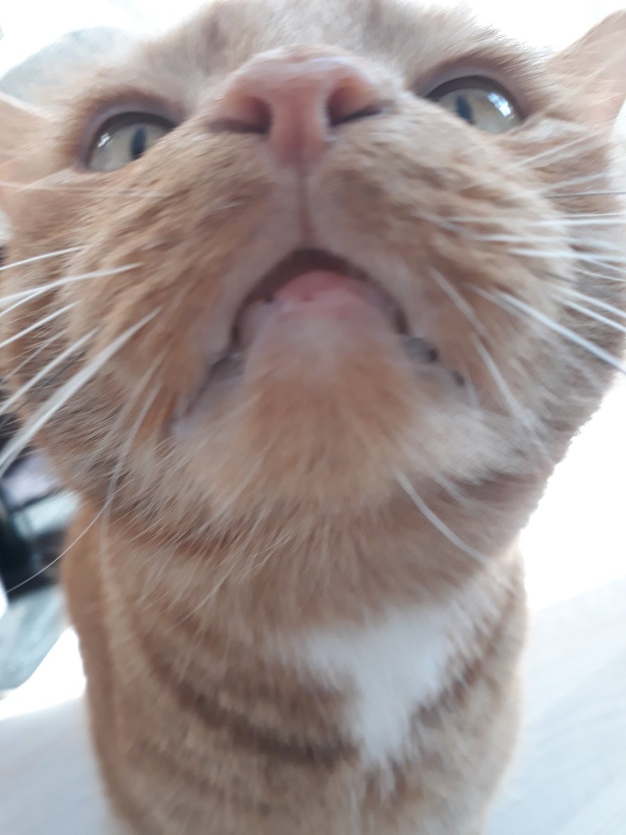 LoweSimba's tweet photo. Ich bin zurück! https://t.co/I7o0HTLC80