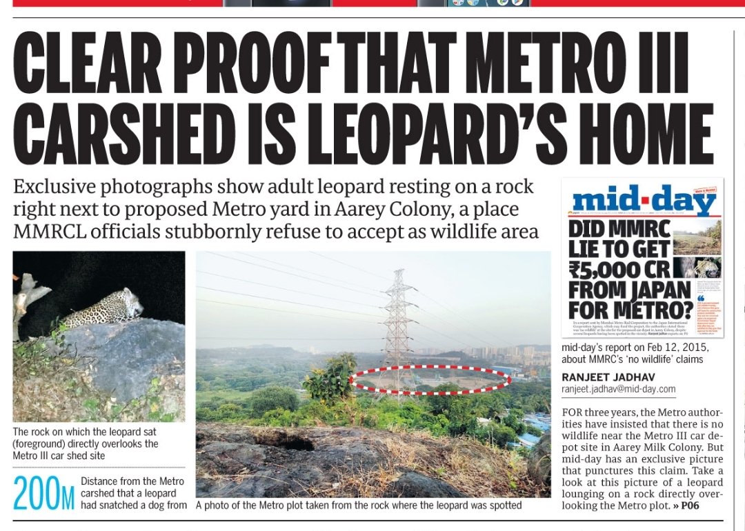 aareylover's tweet photo. @PritishNandy The #leopards in #Aarey may land up tragic situation like #TigressAvni if d mascre of #AareyForest by @Dev_Fadnavis.
@MumbaiMetro3.
@MMRDA_TWEET.
Isn't stopped.
#SaveAareyForest
#LetAvniLive 
#saveleopards https://t.co/TWni0XXPsx