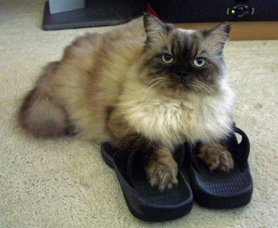 Does Your Cat? tweet media
