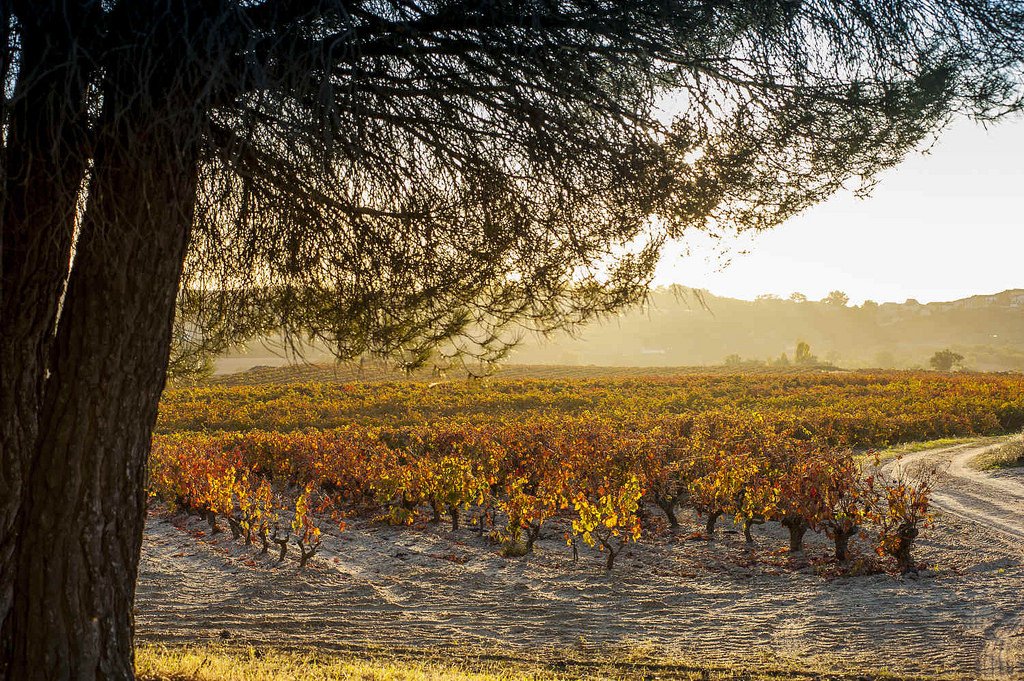 DORibera's tweet photo. 🙌🏻¡Llega el #FelizFinde a la #DORibera!
☺️Si hace un par de meses que no vienes a vernos, te darás cuenta de que ya no quedan uvas en nuestras cepas y que sus hojas no son verdes. A cambio podrás ver el manto dorado y rojizo que nos ha traído el #otoño🍷🍁 https://t.co/1LD2BQHtrs