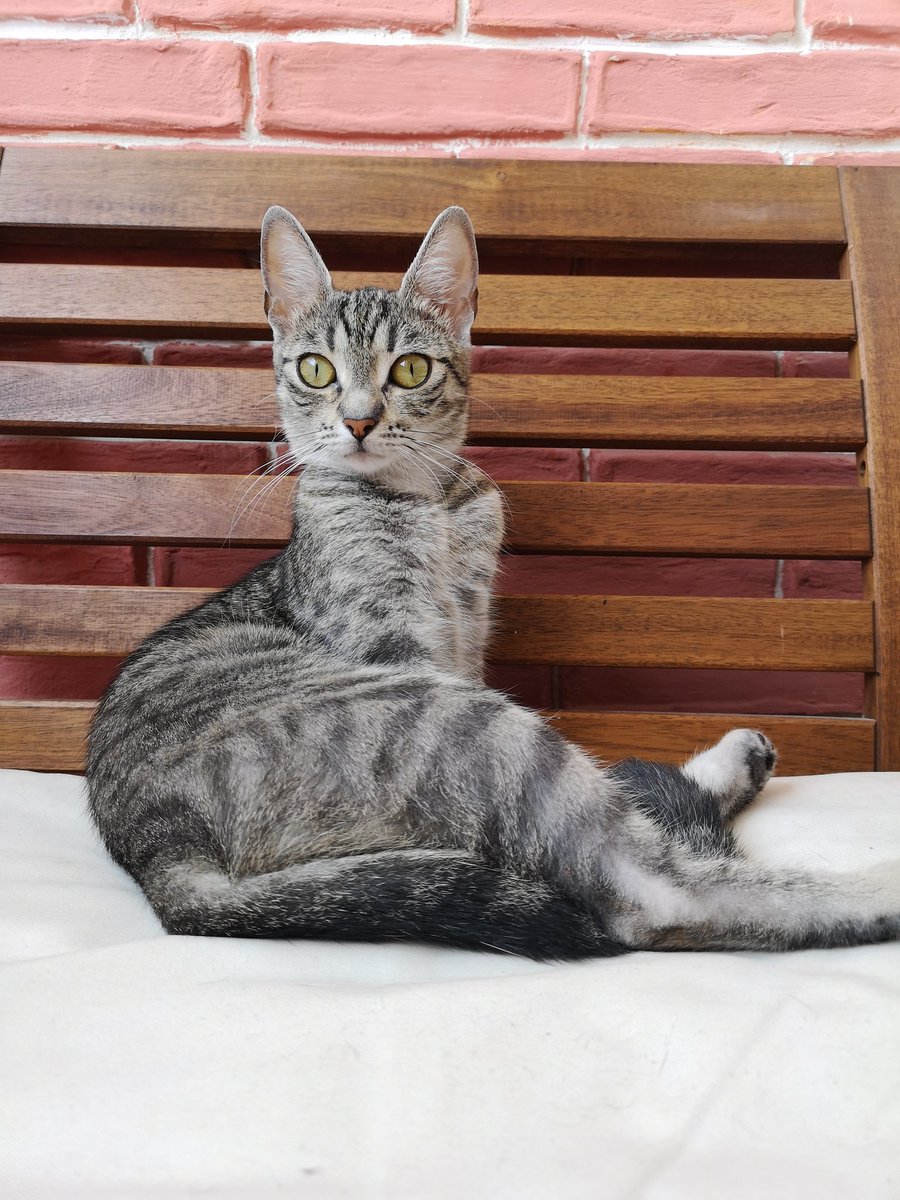 aguwasil's tweet photo. #bletka #loves #modeling #catphotos #CatsOfTwitter #cats #catlovers #catstagram #catfriday #loves #animals #pet #funny #catmodels https://t.co/8pILK1F1Pt