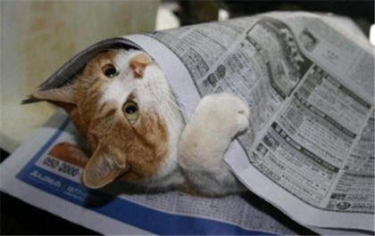 <a href="/a__a_7/">냐</a> 추워 죽겠다냥