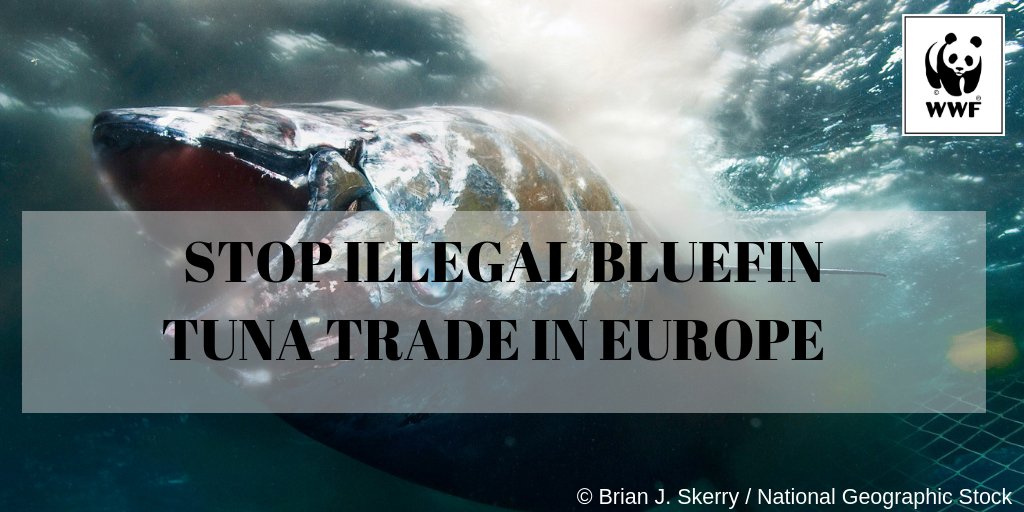2.500 tons of illegal bluefin tuna (20% of 2017 EU quota) could have been smuggled within EU borders. WWF &amp; NGOs ask <a href="/EU_Mare/">EU Maritime & Fish</a> to show leadership in #ICCAT against #IUU tightening EU control systems, blacklisting vessels, and sanctioning criminals. bit.ly/2AWlI1q