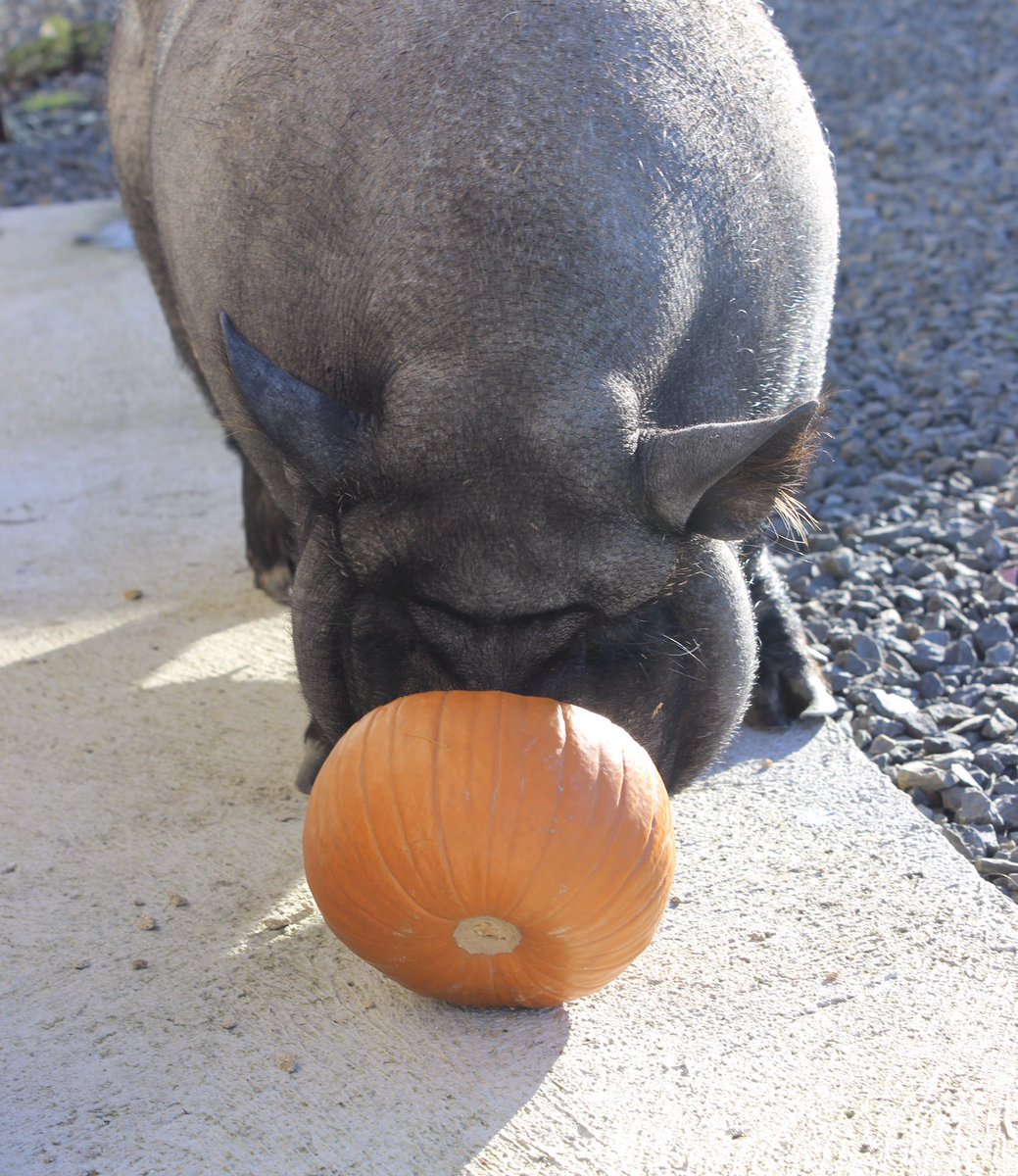 Pumpkin smells goooooooood! 
#pig #pumpkin #delicious #treattime #orlapig #orkney #farmlife #autumntreats #scottishfarm #nomnom