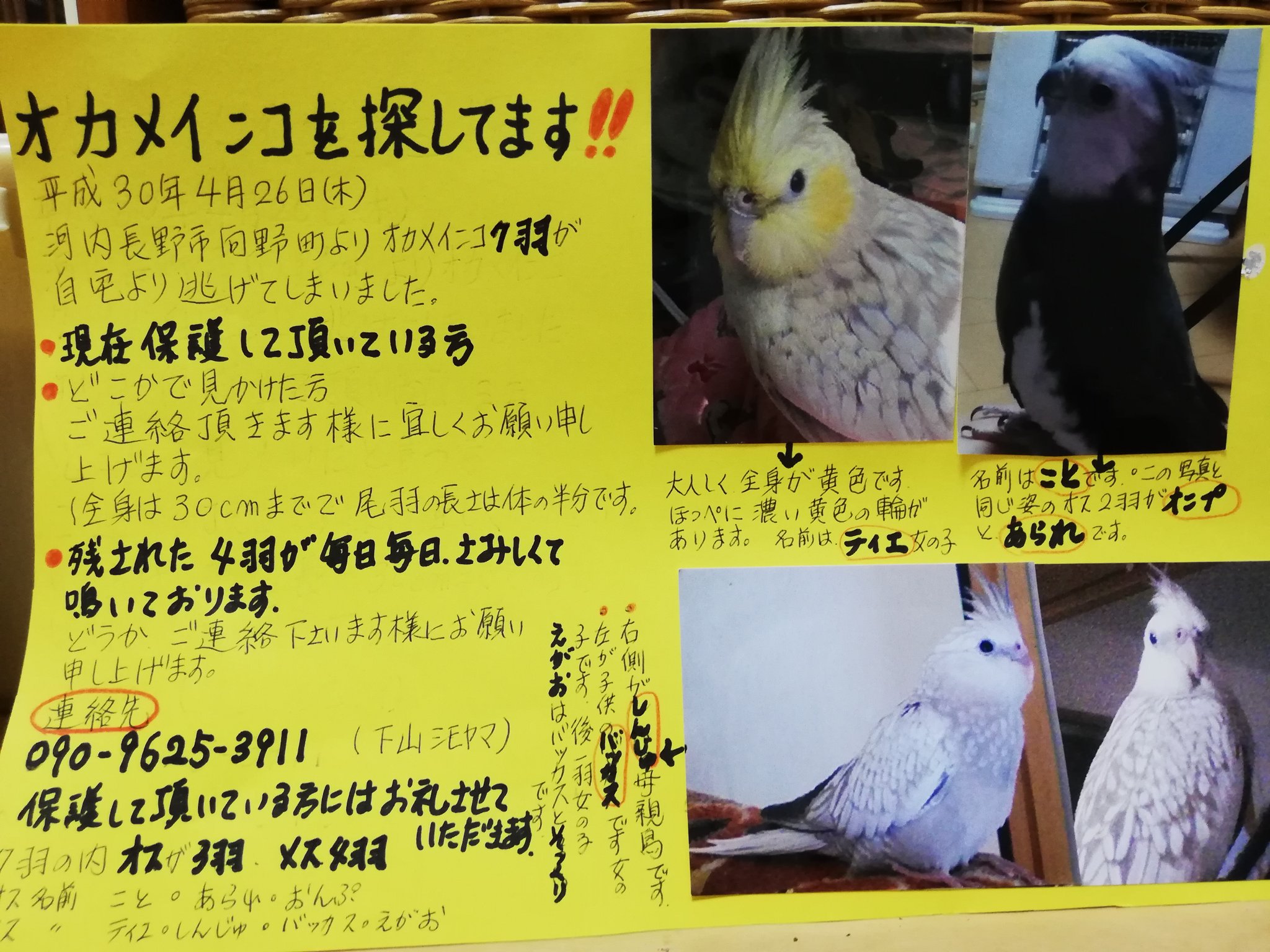 ことこと H30年4月26日 大阪府河内長野市からオカメインコを9羽逃がしてしまいました 現在1羽戻ってきましたが 8羽がまだ戻って来ていません ホワイトフェイス男子3羽 こと おんぷ あられ シナモンパール女子3羽 しんじゅ えがお バッカス